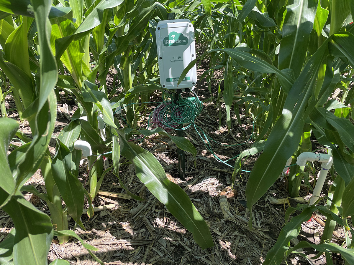 corn and irrigation sensor