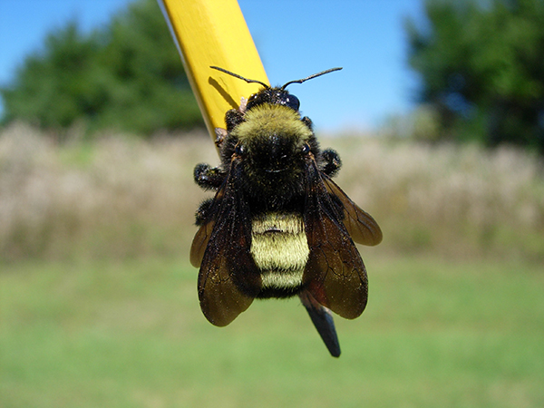 bee on pencil