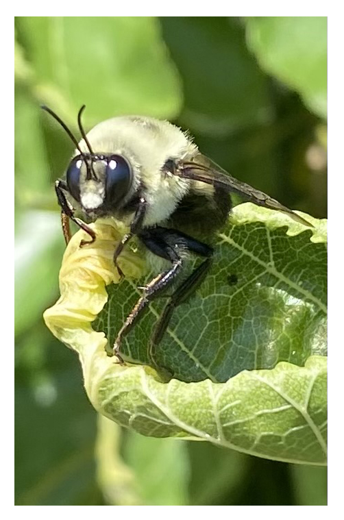 up close bee on leaf