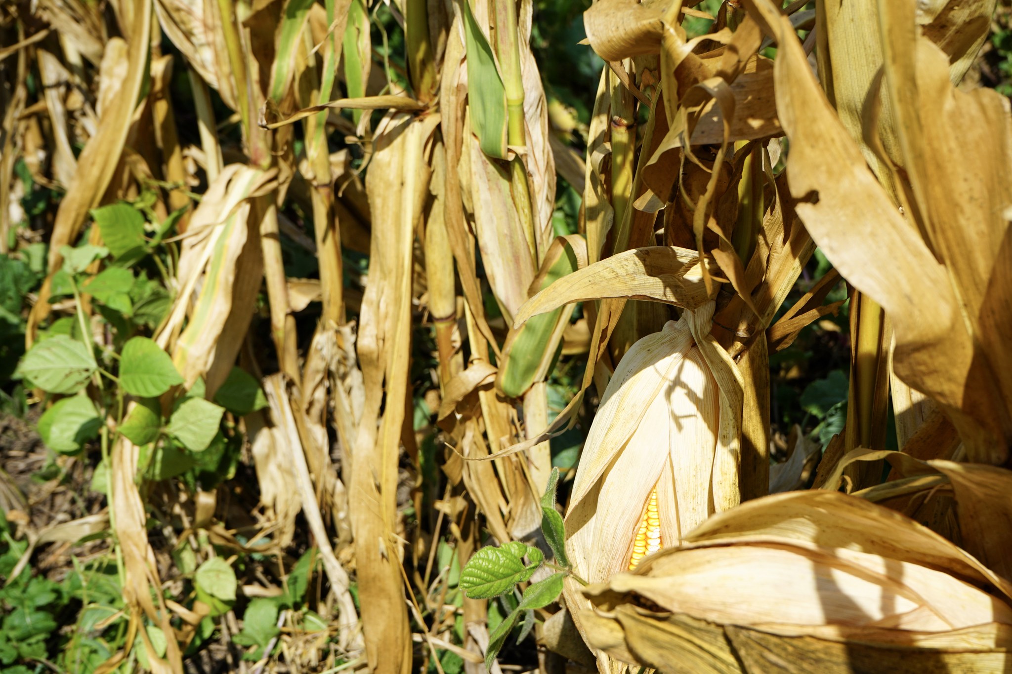 cover crops and corn