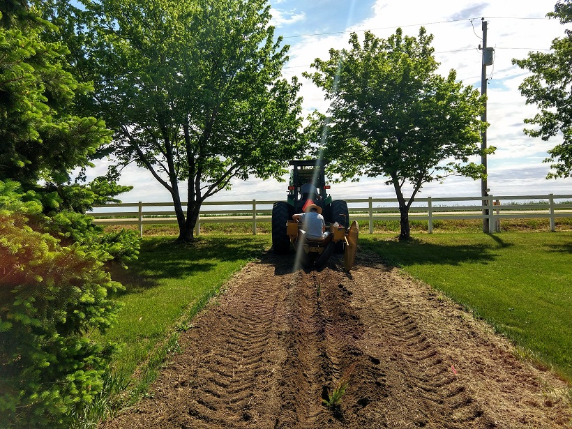 tree planting