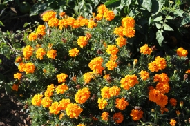 marigolds