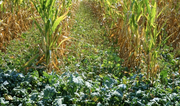 cover crops in corn