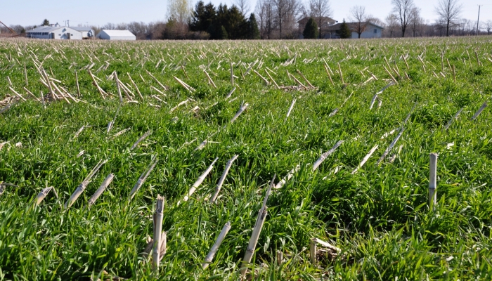 cover crops and corn stubble