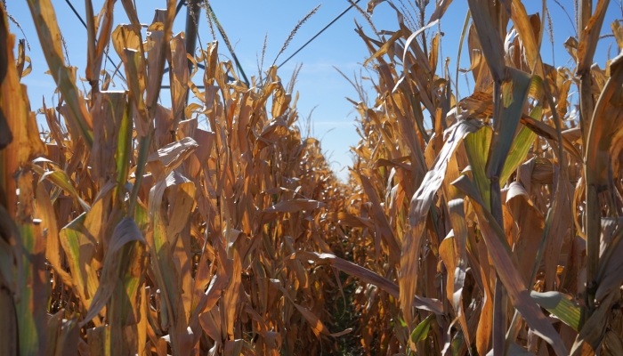 corn near harvest