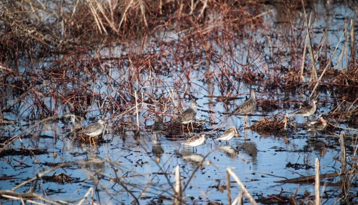 wetland