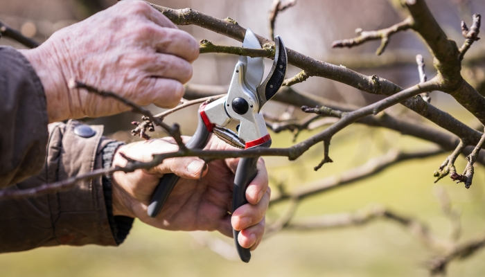 hand pruning