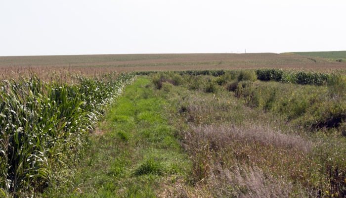 Buffer strips: good for growers—and their land