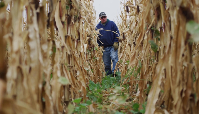 cover crops