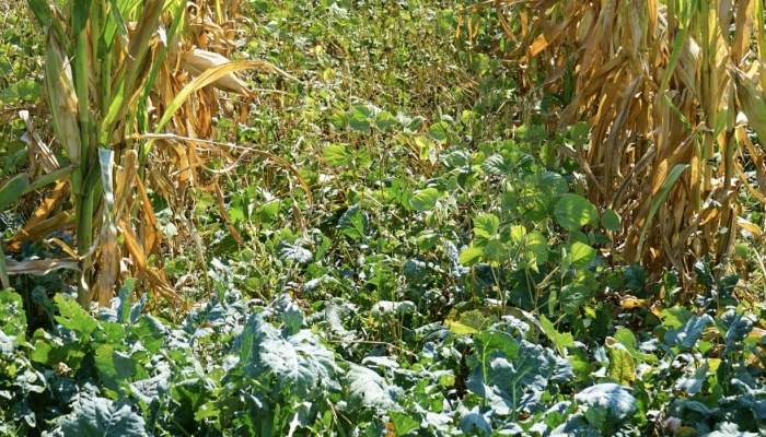 cover crops