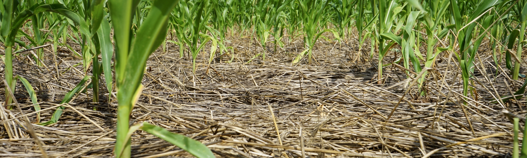 corn and covers 