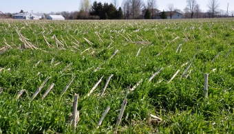 cover crops and corn stubble