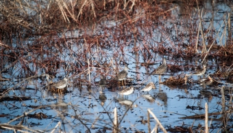 wetland