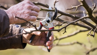 hand pruning