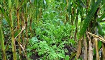 ​No-cost cover crop option for some producers